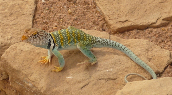 Monongya Monongya