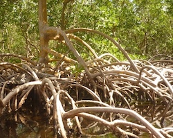 Lire la suite à propos de l’article Les enseignements de la mangrove à l’usage de chacun ces derniers temps