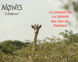 Lire la suite à propos de l’article La danse de la girafe des San du Kalahari, dans Natives 13